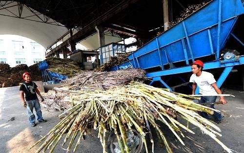 Cane sugar processing plant